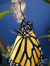 Image result for monarch butterflies emerging from cocoon