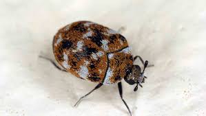 carpet beetles noco pest wildlife