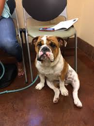 Answer for bulldog tail pocket maintenance 4 x v 4 b products:. Tale Of A Bulldog S Smelly Tail Has A Happy Ending Features Postandcourier Com