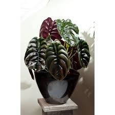 5 out of 5 stars. Red Secret Alocasia Cuprea Red Myhomenature Alocasia Cuprea Alocasia Cuprea Red House Plants