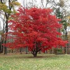 northern glow anese maple trees for