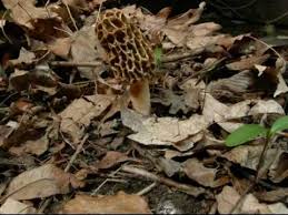 Morel Mushroom Life Cycle Growth Time Lapse