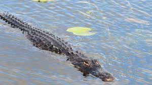 Is the American alligator population in Tuscaloosa increasing? - Alabama  NewsCenter