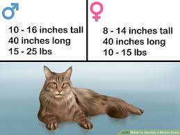 3 Ways To Identify A Maine Coon Wikihow
