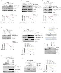 Maybe you would like to learn more about one of these? Nrf2 Activation Promotes Lung Cancer Metastasis By Inhibiting The Degradation Of Bach1 Sciencedirect