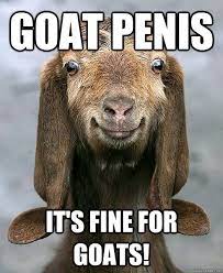 Goat penis It's fine for goats! - Misc - quickmeme