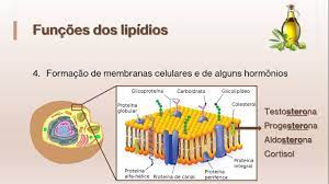 bioquímica 4 funções dos lipídios
