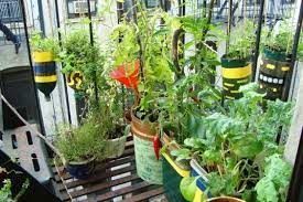Urban Organic Gardener Grows A Lush