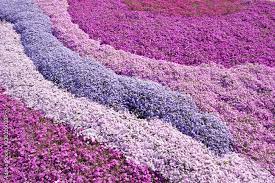 purple pink carpet of phlox subulata