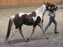 what-are-horses-with-patches-of-white-and-black-called