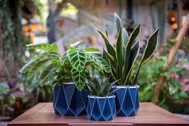 meet the world s most sustainable plant pot
