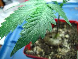 Regular watering of your plants can repel spider mites, as these pests prefer dryness. Spider Mites Cannabis How To Identify Get Rid Of Them Quickly