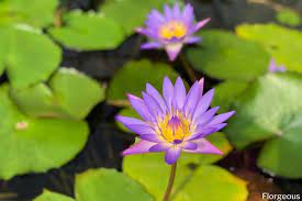 water lilies diffe varieties and