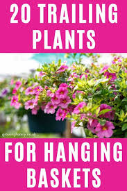 Trailing Plants For Hanging Baskets