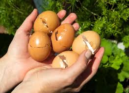 eggss in your garden