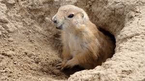 Gophers live in north america on the great plains ranging from texas all the way up to the gophers are omnivores, meaning they eat both plants and other animals. Groundhog Spirit Animal Totem Symbolism And Meaning