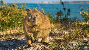 The Smiley Quokka Is an Australian Super Survivor | HowStuffWorks