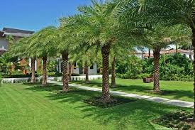 16 Best Palm Tree Landscaping Ideas