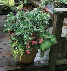 10 Plants For Year Round Containers