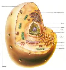In keeping with its name, the endoplasmic reticulum (er) is a large, continuous organelle that extends throughout the whole cell. Animal Cell