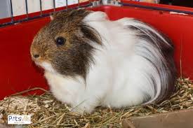 can guinea pigs travel in a car tips
