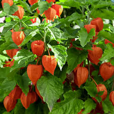 You can purchase the actual plant in gardening sections of stores. 5 Common Plants You Might Not Realize Are Poisonous