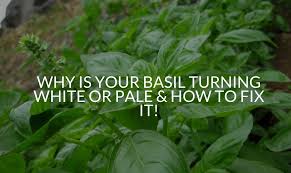 why is your basil turning white or pale