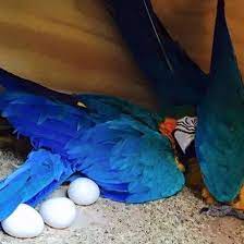 blue gold macaw parrot eggs