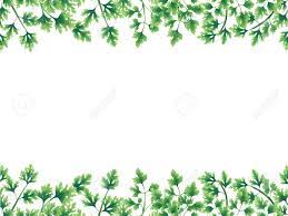 Vintage flowers backgrounds and borders with leave. Green Parsley Leaves At The Borders Of The Illustration On The Stock Photo Picture And Royalty Free Image Image 97952410