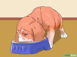 It cries every night and its hard to get a good this may be an issue of exercise, and then being sure that the pup is empty before being crated for the night. 3 Ways To Get A Puppy To Stop Crying Wikihow Pet