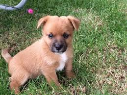 The cheapest offer starts at $ 600. Jack Russell Pomeranian Mix Puppies For Sale Petsidi