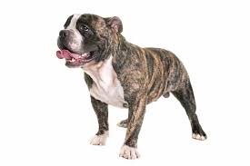 american bully character t care
