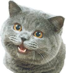 Image result for happy british shorthair gif