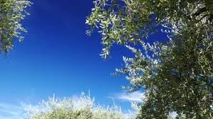 Moving olive trees indoors for winter. Ripening Olive Trees Blowing In The Wind With Moving Clouds And Blue Sky Time Lapse Video By C Fbxx Stock Footage 163454998