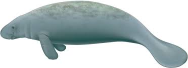 Its forelimbs are reduced to simple paddles for swimming yet are flexible enough to bring. West Indian Manatee An Overview Sciencedirect Topics
