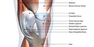 The four main ligaments in the knee connect the femur (thighbone) to the tibia (shin bone), and include the following: Ligaments Vs Tendons What S The Difference The Orthopedic Clinic