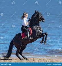 Rearing Andalusian Black Stallion and Young Woman on Beach. Stock Image -  Image of purebred, color: 97360529