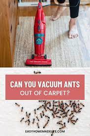 how to vacuum ants out of carpet the