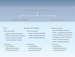 Biological Nitrogen Fixation Learn Science At Scitable