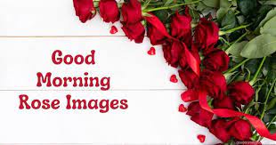 82 stunning good morning rose images to