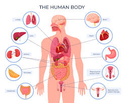male body diagram home health uk