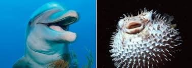 The puffer fish is the second most poisonous creature in the world, after the golden poison frog. Dolphins Can Get High On Puffer Fish Says Nature Show Abc News