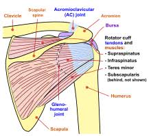 This image shows the anatomy of the shoulder joint from posterior view displaying the bones, tendons and muscles of the joint in relation to each other. Shoulder Wikipedia