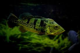 amazon river fish best known species