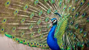 9 Feathery Facts About Peacocks Mental Floss