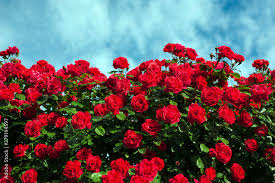 Green Bush With Bright Red Roses