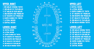 Right Dental Chart With Teeth Numbers Dental Diagram With