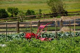 Vegetable Gardening In Colorado