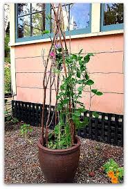 5.0 out of 5 stars 3. How To Make A Trellis For Your Potted Plants Tall Clover Farm Trellis Plants Climbing Plants Trellis Houseplant Trellis