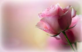 pink rose romantic romance softness